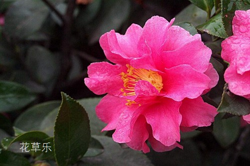 徕卡镜头型号——国产婷婷综合在线电影，揭秘徕卡镜头型号的传奇魅力