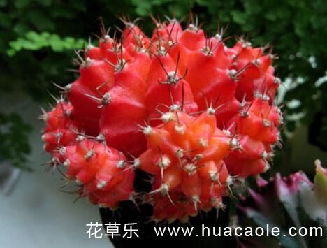 广角镜头人像镜头——，打破常规，重塑视觉艺术的新维度